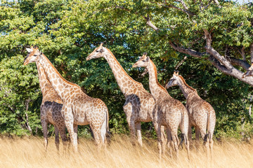 Naklejka na ściany i meble South African giraffe Chobe, Botswana safari