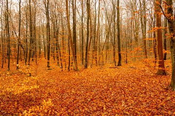 Fototapeta premium autumn in the forest