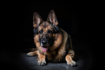 German shepherd shot in the studio on a black background. Dog is a friend of man. Dog posing while lying down.