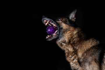 German shepherd shot in the studio on a black background. Dog is a friend of man. Dog playing ball. Catches the ball.