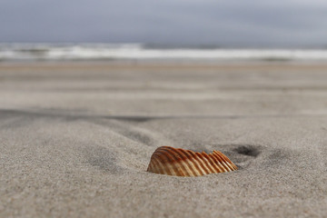 coquillage