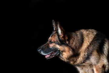 German shepherd shot in the studio on a black background. Dog is a friend of man.