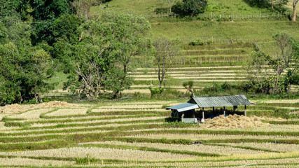 Landscape of Field rice , Mae Hong Son, northern Thailand