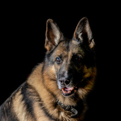 German shepherd shot in the studio on a black background. Dog is a friend of man.
