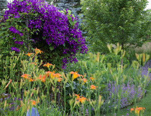 Purple jackmanii climbing up trellis and daylilies in an impressionistic garden