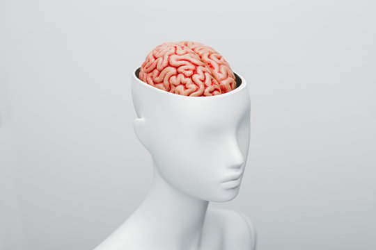 Female white mannequin with the top of the head opened. Can see the brain inside