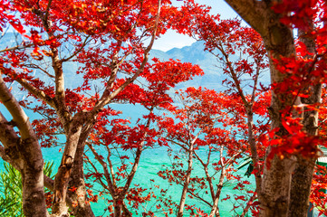 Vibrant vivid red maple tree leaves growing on western coast of Garda lake in Limone Sul Garda, Italy