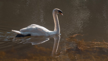 A white swan swimming on the water