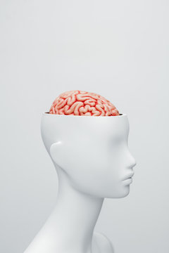 Female white mannequin with the top of the head opened. Can see the brain inside