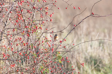 Stonechat_3