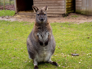 A cute captive wallaby in a grass enclosure with a wooden shelter looking at the camera