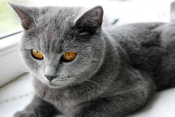 grey british blue cat laying on window