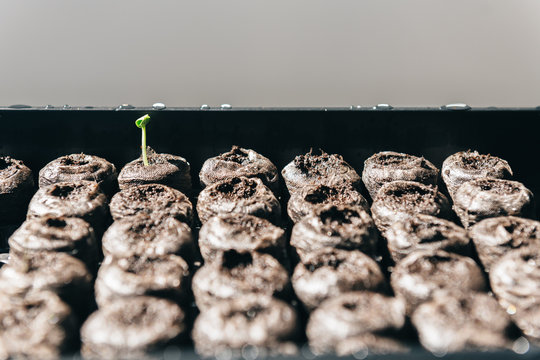 Seed sprouting in a plastic tray