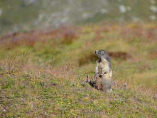 a very beautiful marmot trained on two hind legs at les Evettes above Bonneval sur Arc