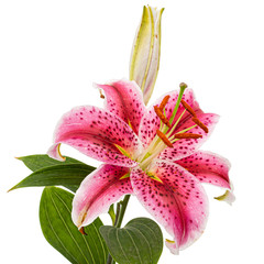 Big crimson flower of oriental lily, isolated on white background