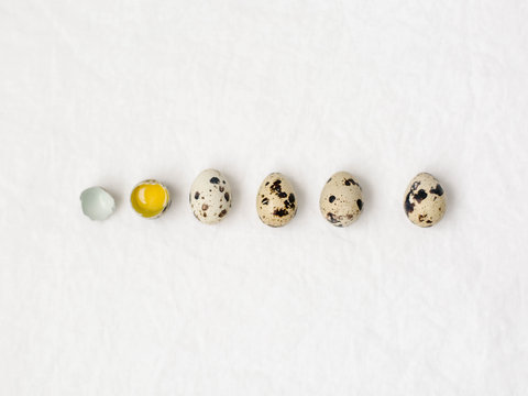 Fresh organic quail eggs all in a row