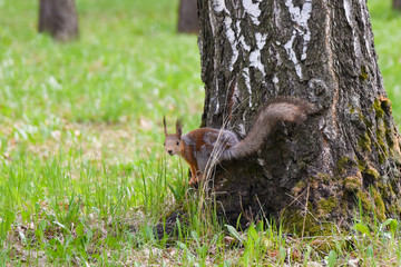 squirrel on tree