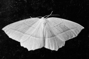 Monochrome image of Common White Wave moth in Canada - obrazy, fototapety, plakaty