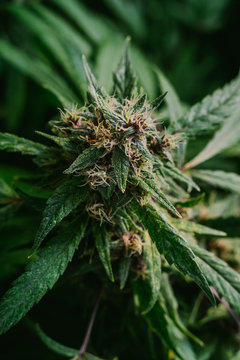 Cannabis Bud.
