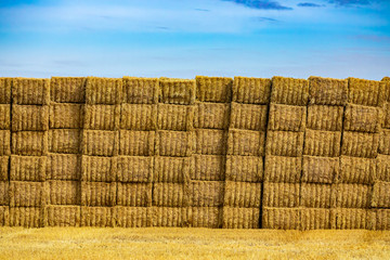 Wall made of neatly stacked rectangular bales of golden hay. Blue sky in the background, natural sun light, copy space on the top. © Valmedia