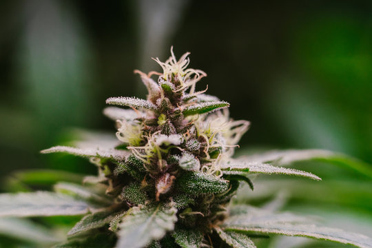 Macro Of Final Stage Of Cannabis Flowering.
