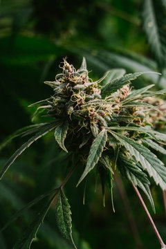 Macro Of Final Stage Of Cannabis Flowering.