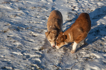 Homeless puppies in winter, who are wary of looking at the photographer.