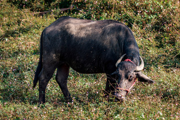 Buffalo grazes in the meadow
