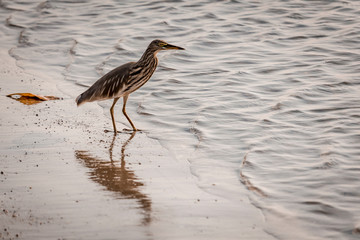 A bird stands on the shore looking for prey