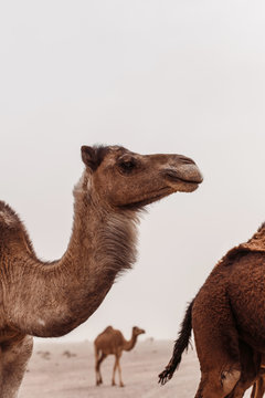 Camel portrait