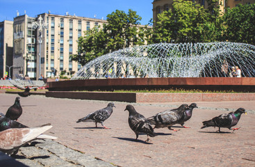 Obraz premium Pigeons in front of Fantan on the square in the summer afternoon.