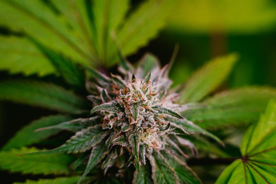 Macro Of Final Stage Of Cannabis Flowering.