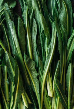 Fresh chicory