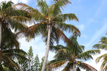 Obraz premium palmier