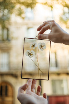 Crop hands holding frame with flowers on street