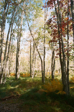 Leaves changing colors in a forest on the east coast