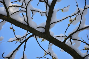 Zaubernuss im Winter