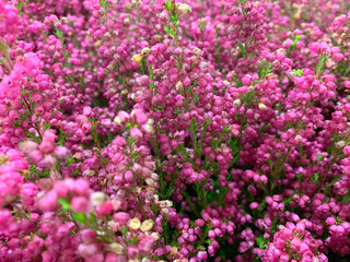 Blooming lilac, pink heather shrub. Sprig with heather flowers in bloom, foreground out of focus. Concept for postcards