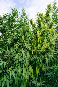 Plantation Of Organic Medical Marijuana.