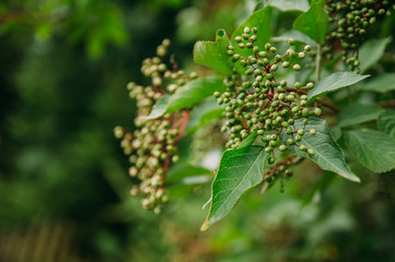 unreife holunderbeeren