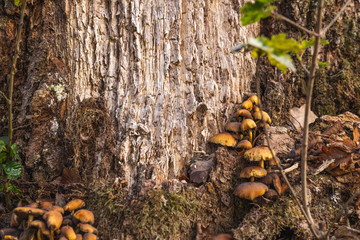 Autumn mushrooms growing from a tree in the colorful forest