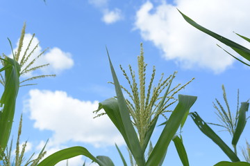 corn tree with blue sky background