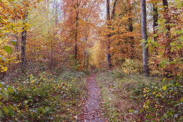 beautiful autumn trees fall landscapes 