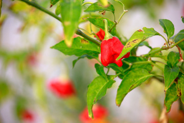 Glockenchili (Capsicum baccatum), Pflanze mit reifen Früchten