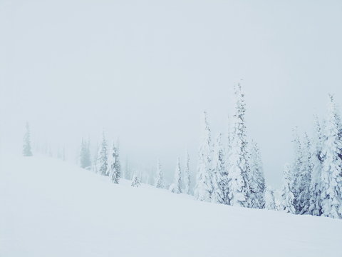 Alpine Snow Covered Trees