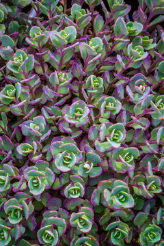 stonecrop