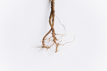 Root