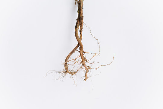 Root