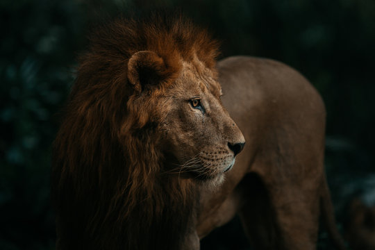 Lion standing in forest at night