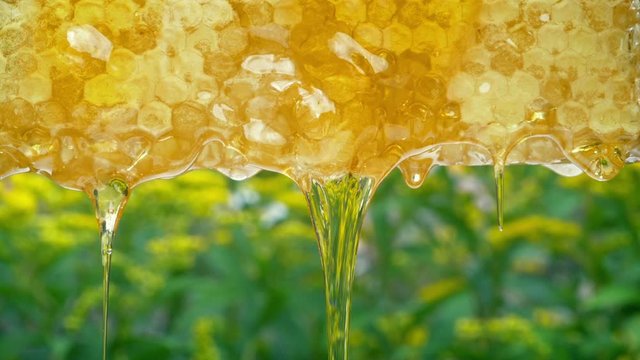 Honey Drips From Honeycomb With Nature Background